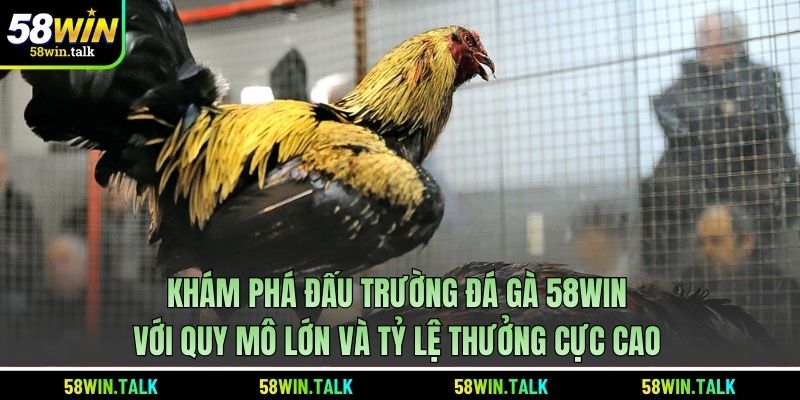 Khám phá đấu trường đá gà 58WIN với quy mô lớn và tỷ lệ thưởng cực cao