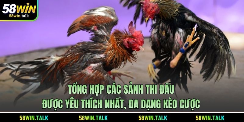 Tổng hợp các sảnh thi đấu được yêu thích nhất, đa dạng kèo cược